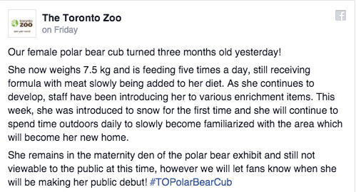 polar bear announcment.jpg