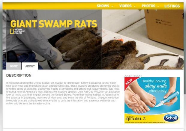 http://leadstories.com/giant-swamp-rats.JPG