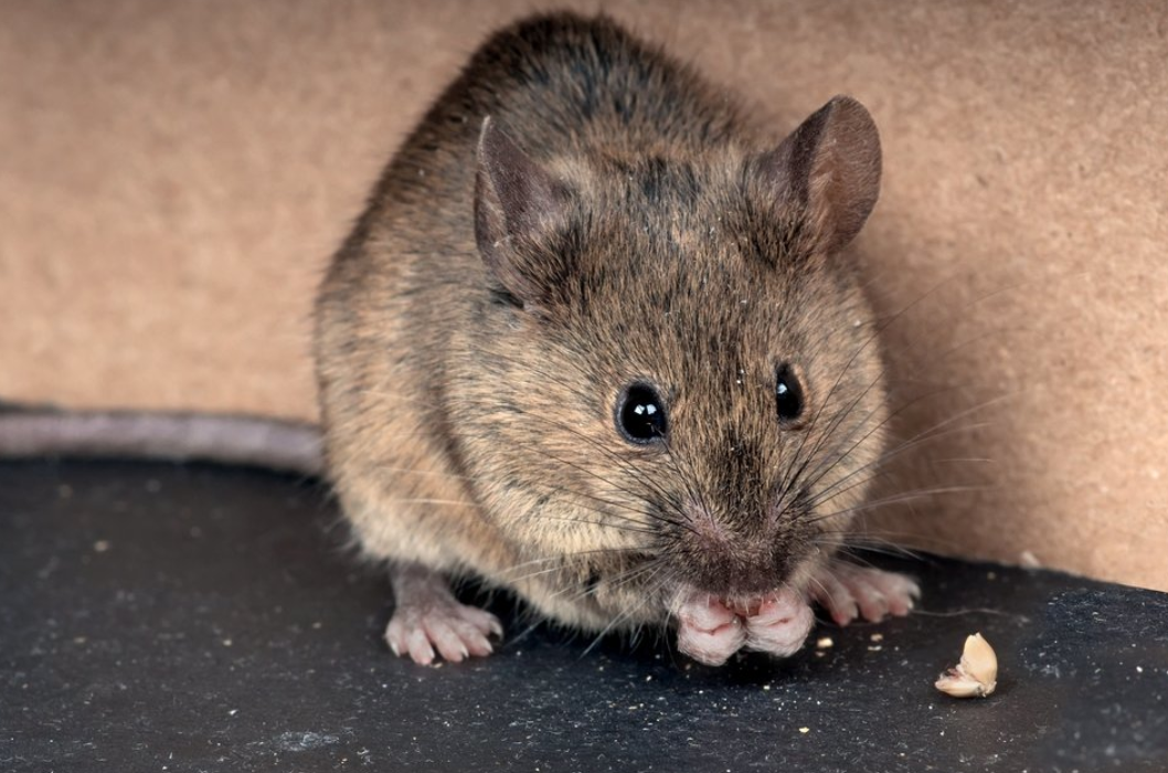 Fake News: Mouse In Red Bull Can Likely Crawled In From Arkansas Man's ...