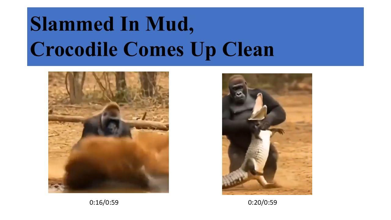 CrocClean.jpg