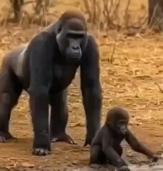 GorillaGreyOutline.jpg