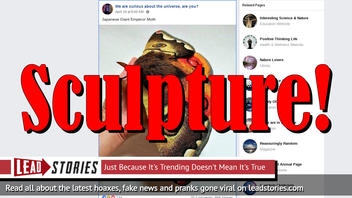 Fake News: Picture of Japanese Giant Emperor Moth is NOT Real
