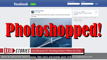 Fake News: Photo Is NOT One Of The Largest Blue Whales Ever Caught On Camera