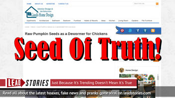 Fake News: Raw Pumpkin Seeds NOT PROVEN As A De-Wormer For Chickens