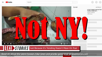 Fake News: New York Chinese Restaurants NOT Allowed To Sell Dog Meat