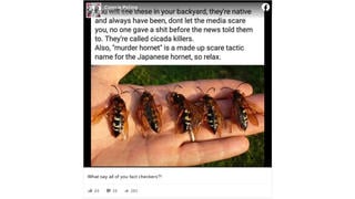 Fact Check: 'Murder Hornets' Are NOT The Same As Cicada-Killer Wasps And Are NOT Native To The US