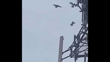Fact Check: Video Does NOT Show Birds Attacking A 5G Tower