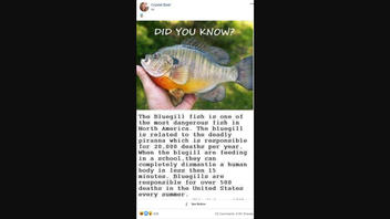 Fact Check: Bluegill Are NOT One Of The Most Dangerous Fish In North America