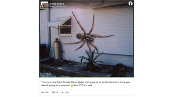 Fact Check: This Photo Does NOT A Show A Truly Gigantic Spider On A House