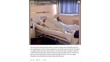Fact Check: A Nurse Did NOT Take A Viral Photo of A Pigeon 'Visiting' A Man Sleeping In A Hospital Bed -- It's An Old Photo Of A Chance Encounter