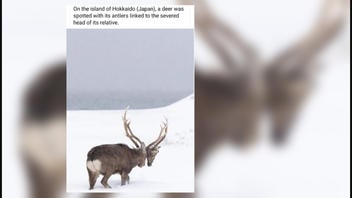 Fact Check: Deer DID Carry Severed Head Of Dead Rival Entangled With His Antlers On Island of Hokkaido, Japan