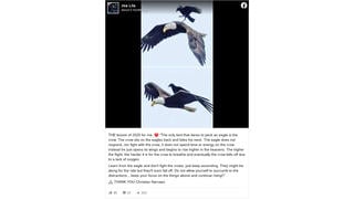Fact Check: The Crow Is NOT The Only Bird That Dares To Peck An Eagle