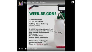 Fact Check: This Homemade Weed Killer Is NOT Proven To Perform As Claimed