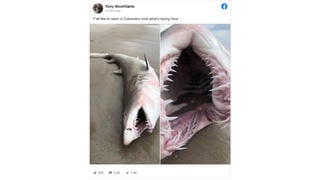 Fact Check: This Shark Was NOT Found In Galveston, Texas