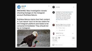 Fact Check: PETA Did NOT Call For Censorship of 'Ruthless.Nature' Instagram Page