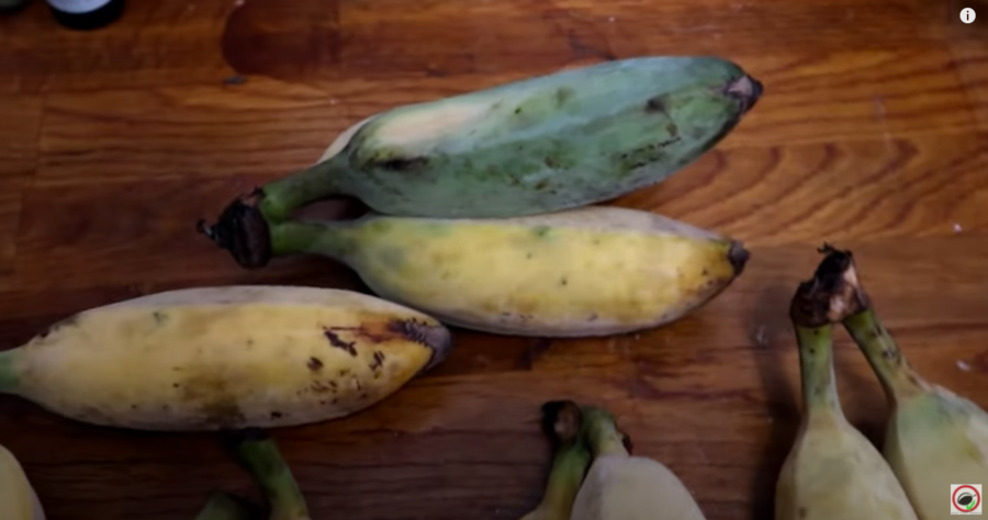 blue java bananas video.PNG