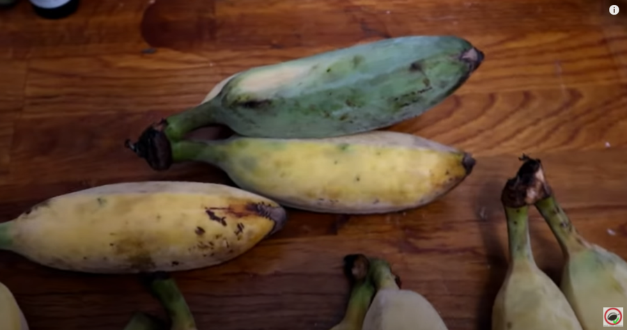 blue java bananas in hawaii