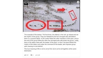 Fact Check: Wolf Pack Order Is NOT As Described In Viral Photo -- The Picture Is From A 2011 Documentary On Wolves Hunting Bison