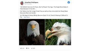 Fact Check: Eagles Do NOT Live To 70, Break Own Beaks, Pluck Selves Naked