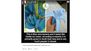 Fact Check: Blue Java Bananas ARE Real -- But They Do NOT Stay Blue Or Have Blue Flesh Like The Banana In This Photo