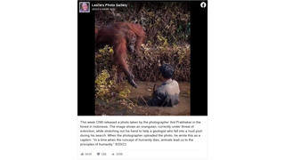 Fact Check: Endangered Orangutan Did NOT Approach And Offer Help To A Stranger In A Mud Pool
