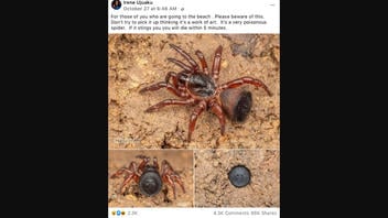 Fact Check: Trapdoor Spider Is NOT  Poisonous -- Only Venomous To Animal Prey
