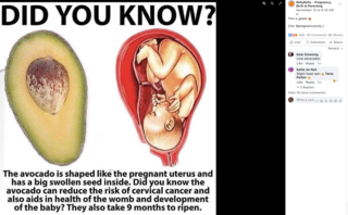 Fact Check: NO Evidence Avocados Reduce Risk of Cervical Cancer Or 'Take 9 Months To Ripen'