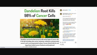 Fact Check: Dandelion Root Does NOT Kill 98% Of Cancer Cells -- Lab Studies Only Show Its Potential