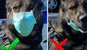 Fact Check: River City California Dogs Do NOT Need To Wear Masks -- Joke Post From Satire Page