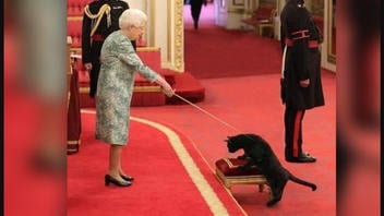 Fact Check: Ruben The Cat Was NOT Knighted By Queen Elizabeth II -- Post Was An April Fools' Prank