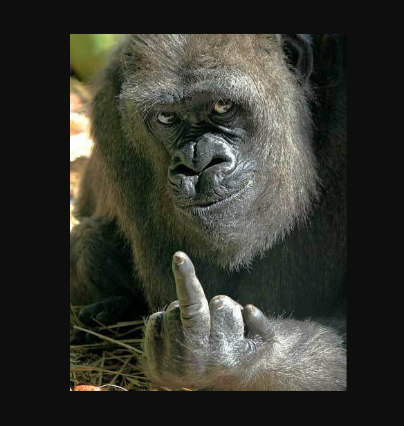 gorilla middle finger monkeypox tweet.png