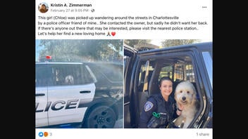 Fact Check: Stray Dog Was NOT Found By Police And Up For Adoption -- Post Is A Real Estate Scam