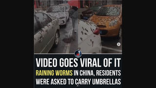 Fact Check: Video Does NOT Prove Worms Fell From The Sky In China -- Experts Say They're Tree Blooms