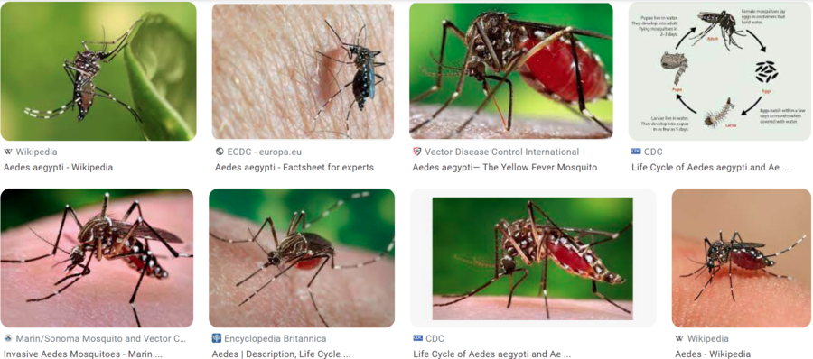 yellow fever mosquito.png