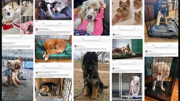 Fact Check: 'Found Dog' Posts Are NOT Legit Effort To Find Owner -- It's A Ruse To Get Shares And Harvest Personal Info
