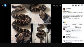 Fact Check: 'Eastern Diamond Rattlesnake' Is NOT Being Found In Several US Locations -- They're Scam Posts