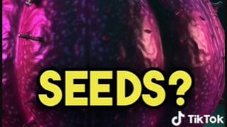 Fact Check: Michigan Did NOT Ban Seed Sales To Limit Home Gardening