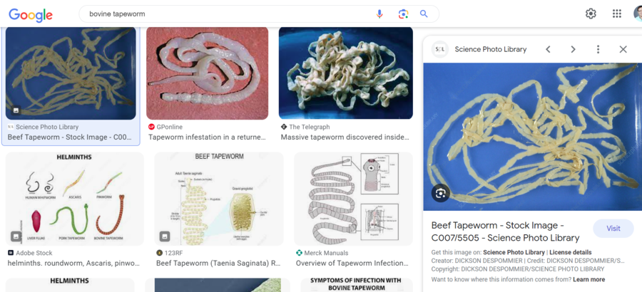 bovine tapeworm.png