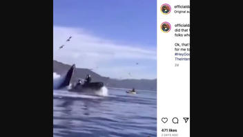 Fact Check: Whale Did NOT 'Swallow' Two Kayakers