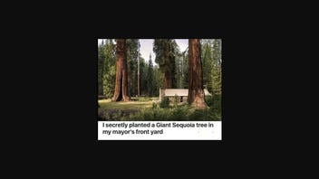 Fact Check: 'Arborist' Did NOT Secretly Plant Giant Sequoia In Redondo Beach Mayor's Yard Or Other Big Trees In Town
