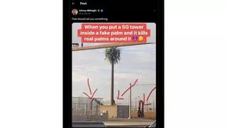 Fact Check: Photo Of Dead Palm Trees Does NOT Prove They Were Killed By 5G In 2024