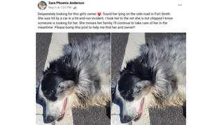 Fact Check: FAKE Post About Dog Hurt In Hit-And-Run In Various Places Is Part Of Social Media Scam