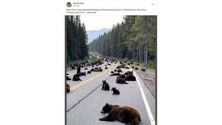 Fact Check: FAKE Image Is Not Proof Of A March 2025 Bear Blockade Of Yellowstone Park Roads -- Park Was Still Snowed In