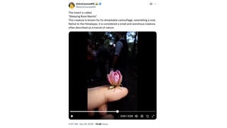 Fact Check: 'Sleeping Rose Mantis' Is NOT Real Insect 