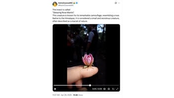 Fact Check: 'Sleeping Rose Mantis' Is NOT Real Insect