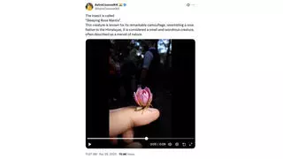 Fact Check: 'Sleeping Rose Mantis' Is NOT Real Insect 