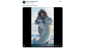 Fact Check: Video Does NOT Show Authentic Arctic Woolly Snake -- No Such Creature