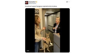 Fact Check: FAKE Video Shows 'Emotional Support Kangaroo' Denied Entry to Plane 