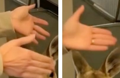 hands.png