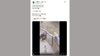 Fact Check: Video Does NOT Authentically Show Gorilla Gently Handling Baby Girl Over To Her Mother